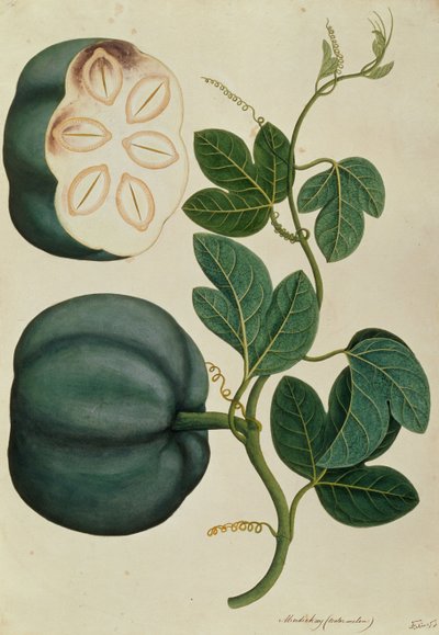 Mendickay or Water Melon, from Drawings of Plants from Malacca, c.1805-18 by Chinese School